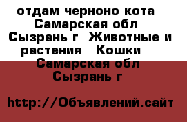 отдам черноно кота - Самарская обл., Сызрань г. Животные и растения » Кошки   . Самарская обл.,Сызрань г.